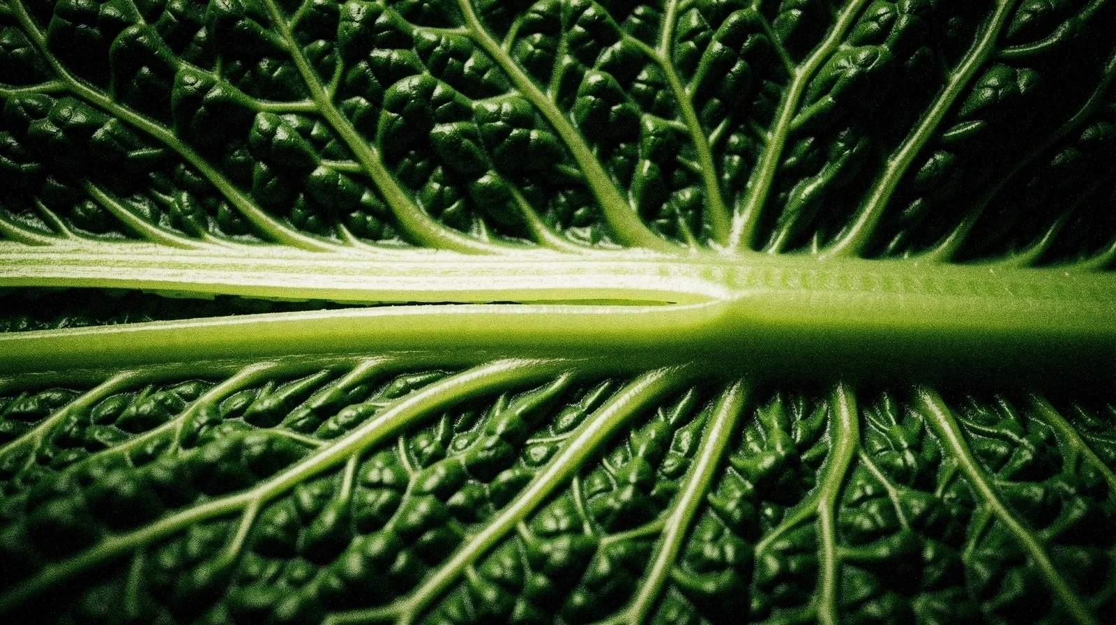 Microscopic view of nutritional fibers